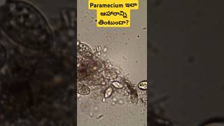 Paramecium collecting food under microscope l stagnant water l algae [upl. by Cora]