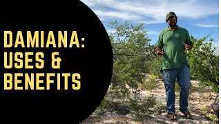 Damiana Uses amp Benefits [upl. by Ennaed]