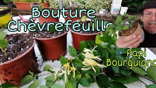 comment bouturer le chevrefeuille 🌿 [upl. by Ahsakal]