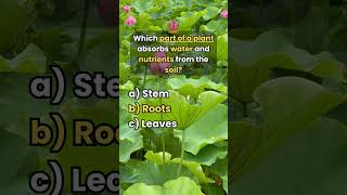 Only Botanists Can Pass This Plant Quiz  Can You quiz trivia quiztime [upl. by Lesko]