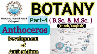 Reproduction in Anthoceros BSc 1st year Botany Bryophyta  Development of Antheridium  Anthoceros [upl. by Skipp]