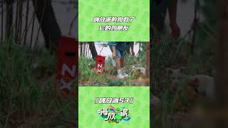 这个世界不能没有小狗！嗨放派S3 嗨放派第三季 HaveFunS3 浙江卫视 [upl. by Izogn]