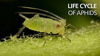 Life cycle of aphids [upl. by Eirhtug]