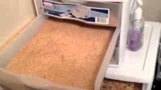 Easy way to breed insects Mealworms [upl. by Astrid]