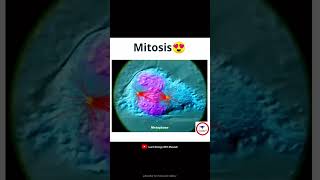 Mitosis cytology short [upl. by Fulks]