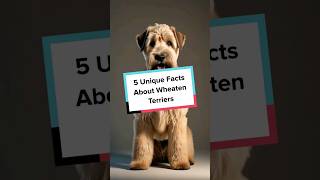 5 Unique Facts About Wheaten Terriers WheatenTerrier Terrier PopularBreed ShortsPet PetFacts [upl. by Tnerual650]