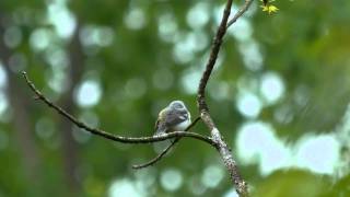 Brewsters Warbler [upl. by Sergias]