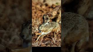 Saluki Dog hunting rabbit 2024shorts doglover dogvideos [upl. by Nira]