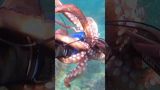 BIG octopus spearfishing spearfishing pescasub pescasubmarina pulpo polpo octopus [upl. by Fanya]