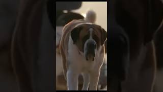 Cujo  1983  shorts movie movieclips film foryou filmclips [upl. by Noslen]