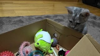 野良子猫ろく ろくのおもちゃ箱 ろくお気に入りベスト３ [upl. by Nnyla]