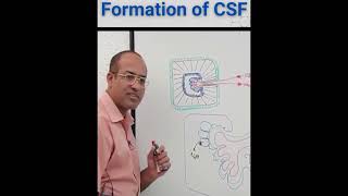 formation of CSF mbbs bds medical mediconeet jkneet trending anatomy physiology [upl. by Anot]