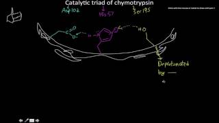 chymotrypsin catalytic triad [upl. by Zeculon867]