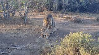 Lion pair mating in Mashatu Nature Reserve bushveld lion wildlife [upl. by Elane]