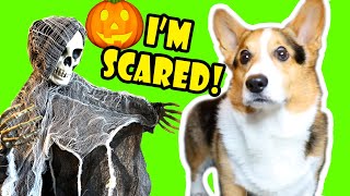 Making my CORGI a Haunted House of Horrors  Too Spooky 🐾👻 🎃  Life After College Ep 690 [upl. by Nuawad]