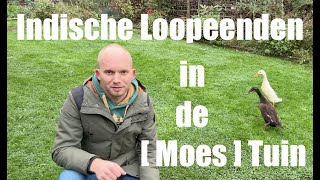 Indische Loopeenden in de Moestuin Alles Over Verzorging en Voordelen De Moesketier [upl. by Bohrer200]