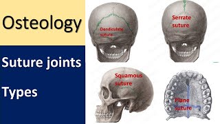 Anatomy of Suture joint l Types l Skull sutureremoval skullanatomy articulation [upl. by Jordison]