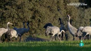 Grandes DocumentalesEl despertar de la Naturaleza Primavera en Europa 2 [upl. by Berriman423]