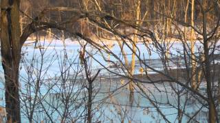 Brushy Creek lake Iowa Ice fishing report by WillCFish Tips and Tricks [upl. by Nevram204]