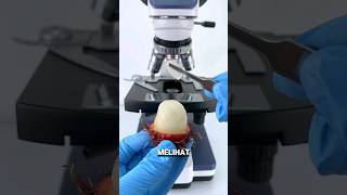 Melihat rambutan dengan mikroskop😱 fakta shorts experiment [upl. by Marva]