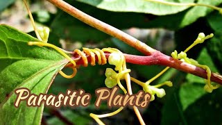 Parasitic plants  Nutrition in plants  Science class 7 Samvik [upl. by Stonwin]