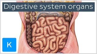 Organs of the Digestive System preview  Human Anatomy  Kenhub [upl. by Noraf]