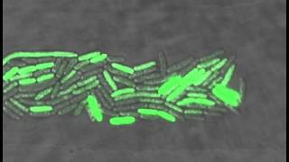 Bacteria oscillate individually [upl. by Aniham]