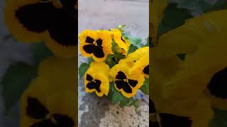 Classic Yellow Pansy flower With dark blotches [upl. by Sikorski]