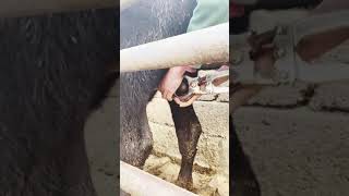 Easy way of castration in Buck at farm [upl. by Standice65]