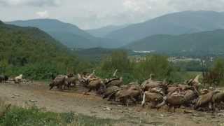 Ainsa gieren observeren Pyreneeen Spanje [upl. by Eener]