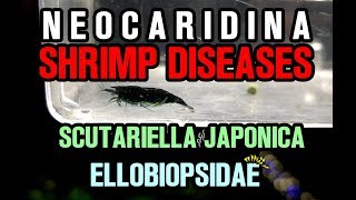 NEOCARIDINA SHRIMP DISEASES PARASITES  Scutariella Japonica amp Ellobiopsidae [upl. by Brinna]