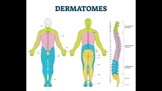 Dermatome [upl. by Arria]