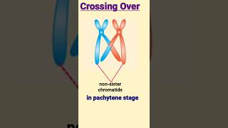 crossing over  जीन विनिमय  chiasma  pachytene [upl. by Atikram]