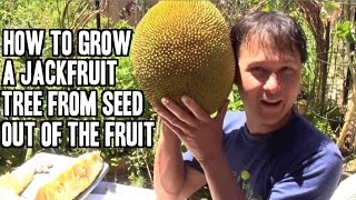 How to Grow a Jackfruit Tree from Seed out of the Fruit [upl. by Hurlow573]