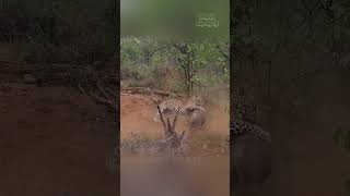 Wild Struggle Warthog Fights for Survival Against Leopard [upl. by Lerret]