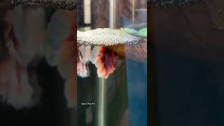 Beautiful Betta fish breeding Process ❤️ shorts bettafish breeding [upl. by Mcgaw]