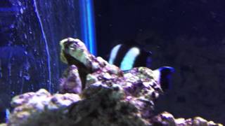 Species Spotlight Season 2  The Four Stripe Damselfish  Episode 23 [upl. by Temple]