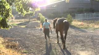 PRESENTATION DE NOTRE CHAINE EQUESTRE 🇫🇷 [upl. by Eulalee]