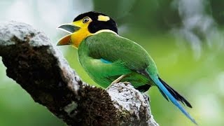 Madi Injap  Suara Burung Madi Injap long tailed broadbill  Master Durasi Panjang [upl. by Eelyram]