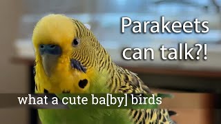 Budgie talks kindly of himself by saying quotcute little baby birdquot [upl. by Eissehc]