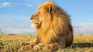 RC Camera Incredibly Captures Lions Up Close [upl. by Mundford69]