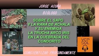 Biólogo Jorge Acuña sobre el sapito y las ranas de Achala y su enemigo la trucha arco iris en la Que [upl. by Markson]