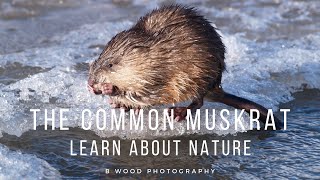 The Common Muskrat  Learn about Nature 📔 [upl. by Alba]