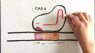 How Does CRISPRCas9 Work Simple Explanation [upl. by Eceinert]