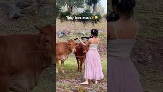 Holy cow Let’s see how these cows respond to music One of them threw me a flower😆🌹cow violin [upl. by Maurizio407]