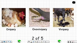 Life Sciences Grade 12 Ovipary Ovovivipary Vivipary Reproduction in Vertebrates Part 2 of 5 [upl. by Mitzie]