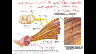 Chapter 9 Lecture C Excitation Contraction Coupling Types of Contractions [upl. by Anrat]