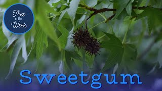 Tree of the Week Sweetgum [upl. by Merrie]