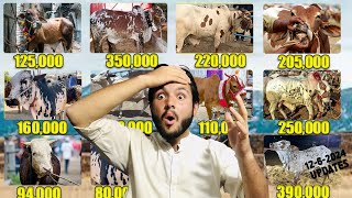 Swat Barikot Mandi 2024🐐Vlog 2❤️ Bakra Mandi 2024  1262024 [upl. by Mullane]