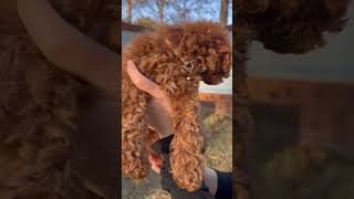 Foxglove  Red Curly Micro Goldendoodle Male [upl. by Willy]